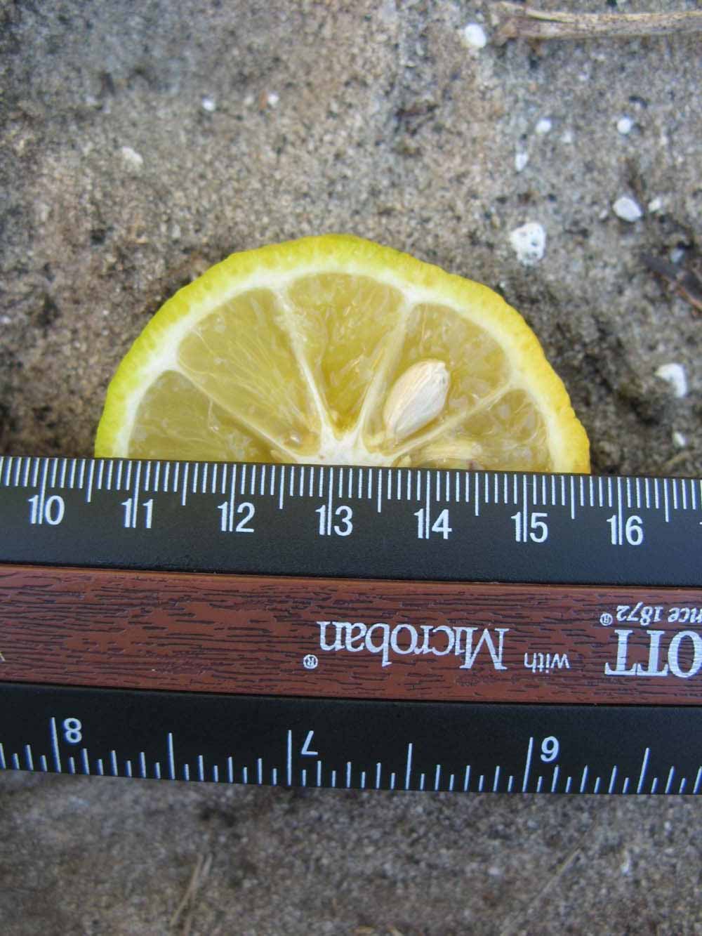              Fruit cross-section (Winter Haven, FL)       